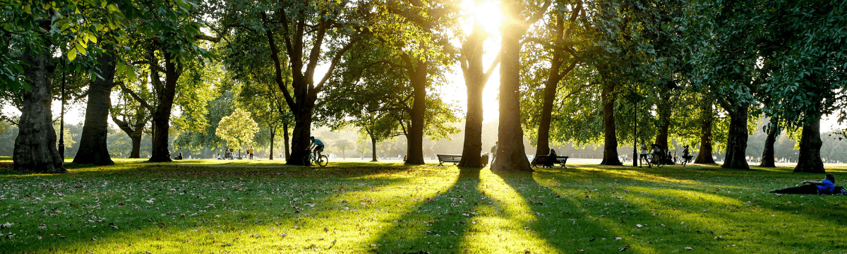 Trees in Hyde Park