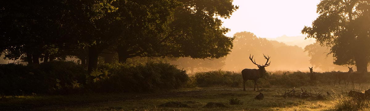 Deer in Richmond Park