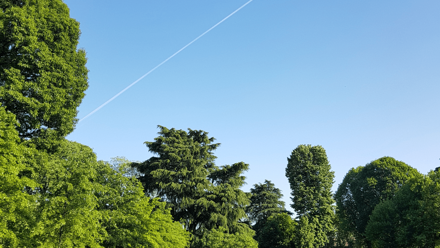 Trees in a park