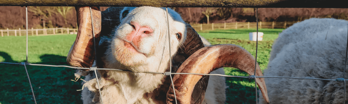 Image of a sheep