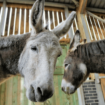 2 donkeys
