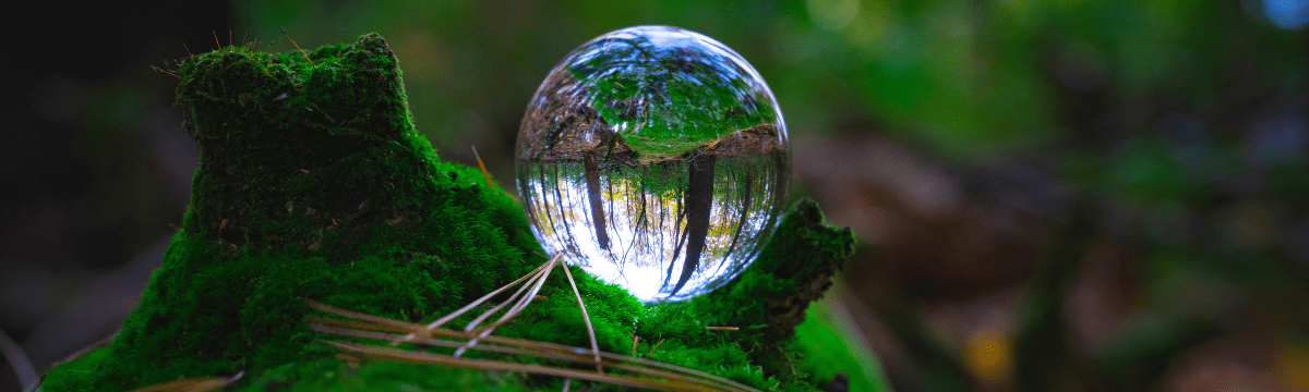 Mossy Forest  with a Log Lens Ball zooming in on trees