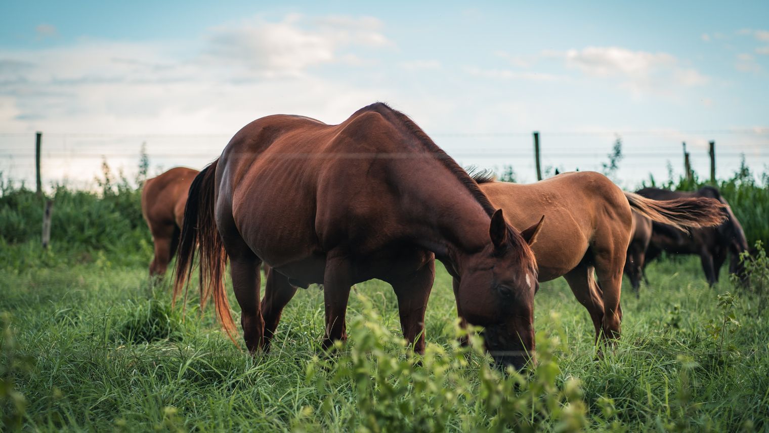 Image of 2 horses