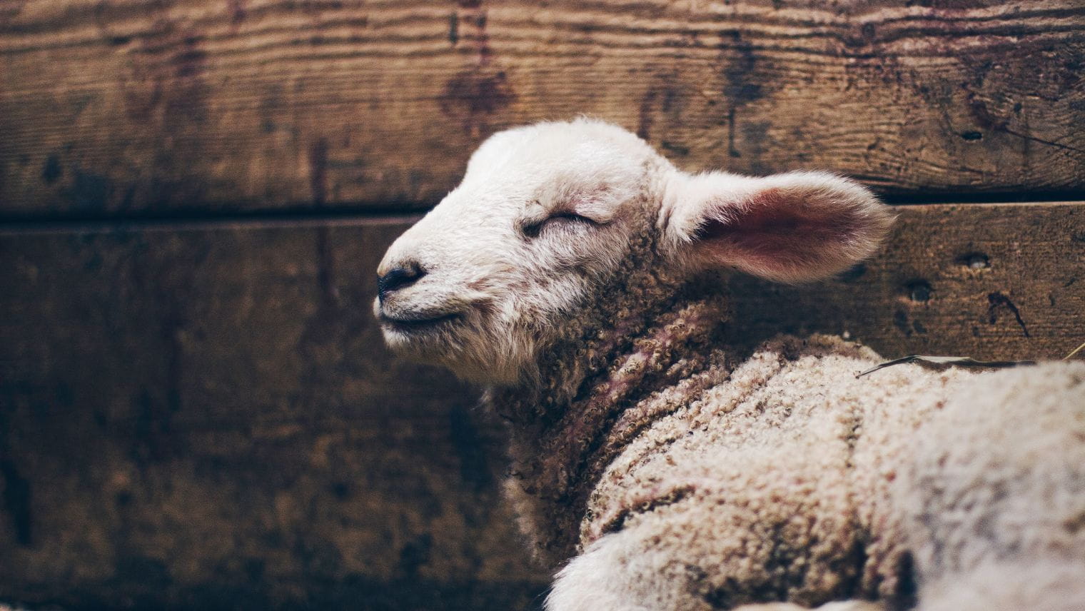 Image of a lamb
