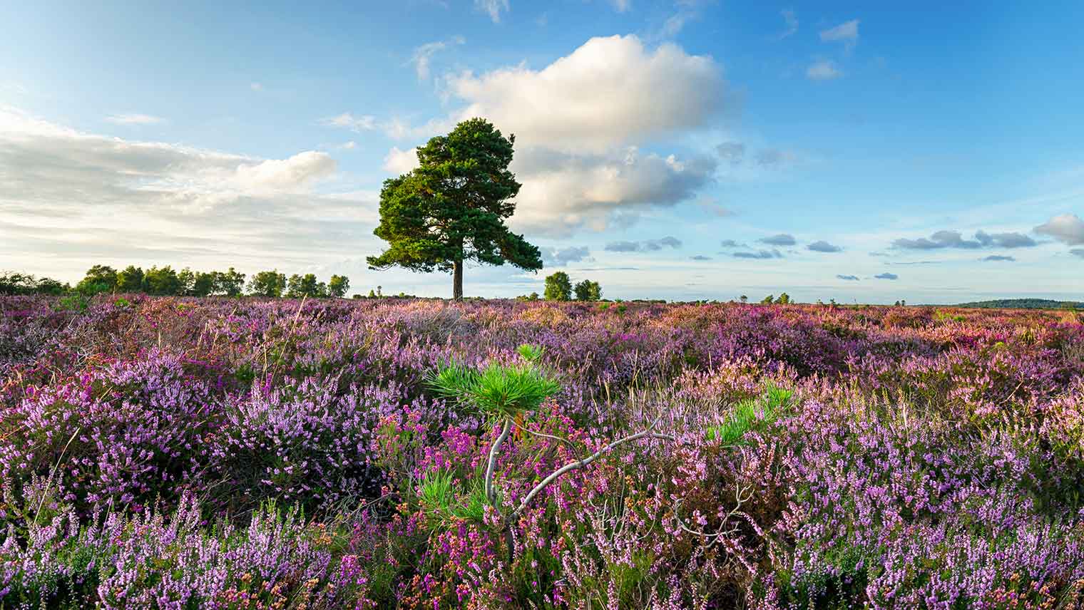 The New Forest