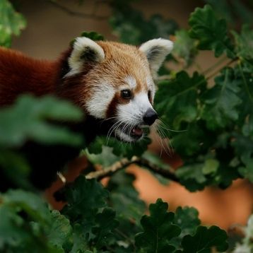 Wildlife Parks in the South West
