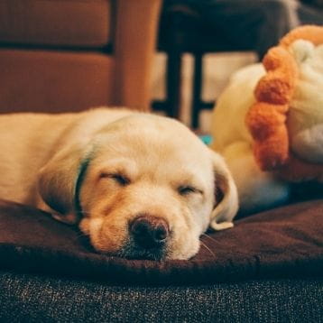 Discover the ultimate dog-friendly carriage with SWR