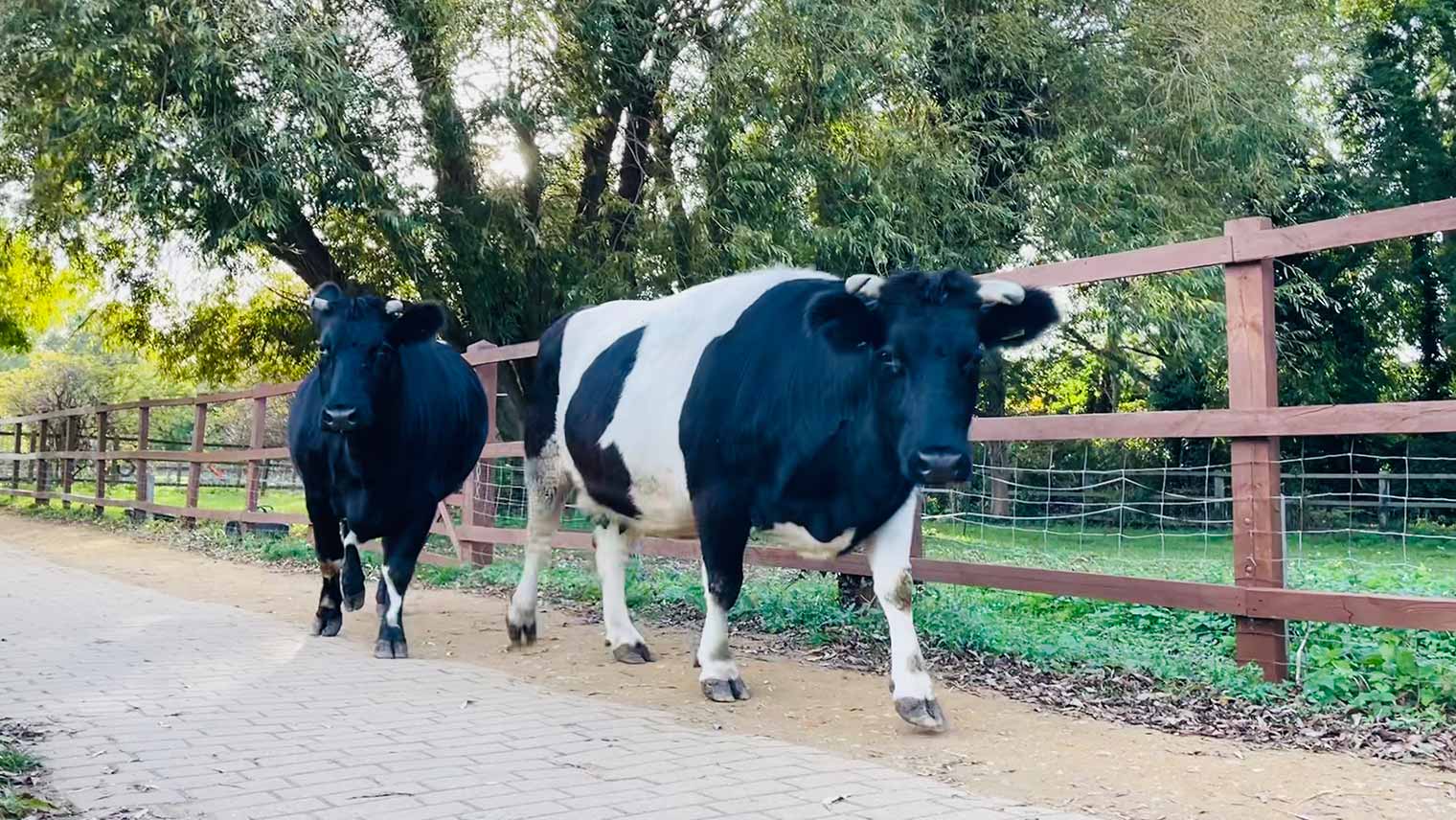 Deen City Farm