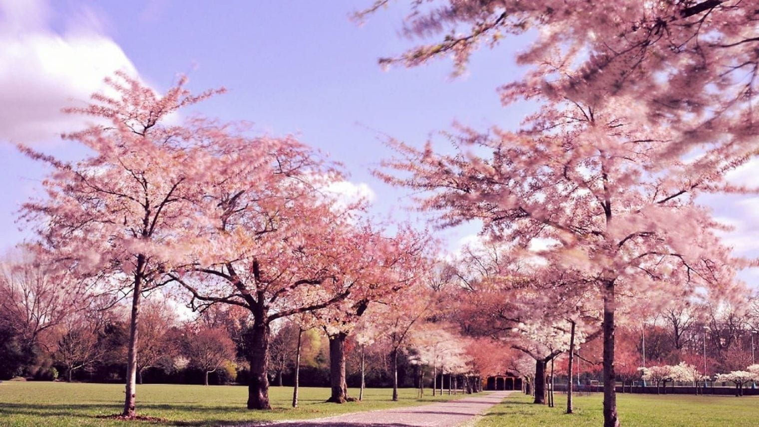 Cherry blossoms in Battersea Park