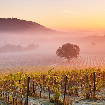 Denbies