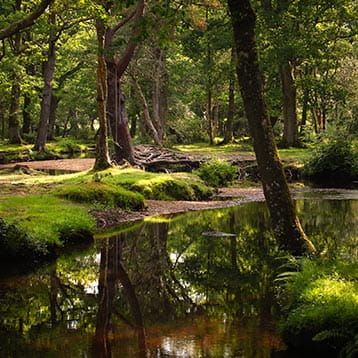 New Forest