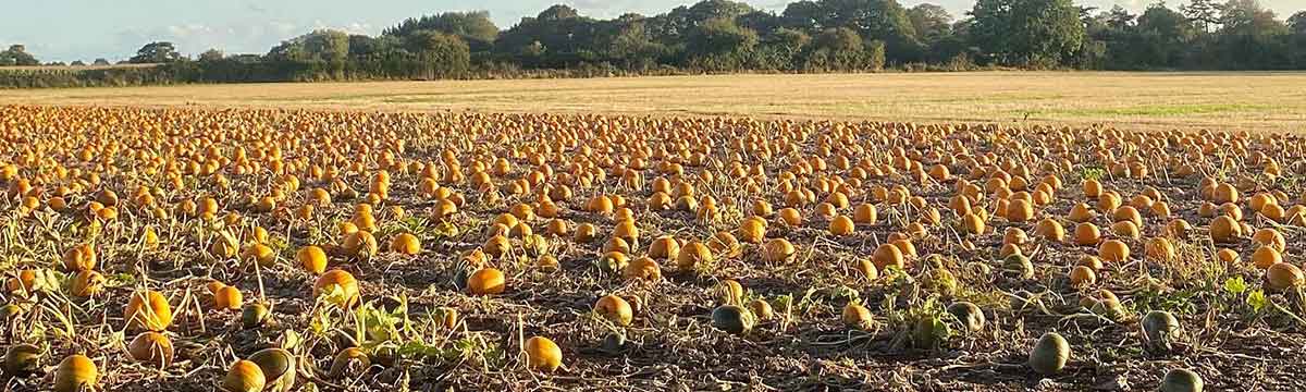 Sopley farm