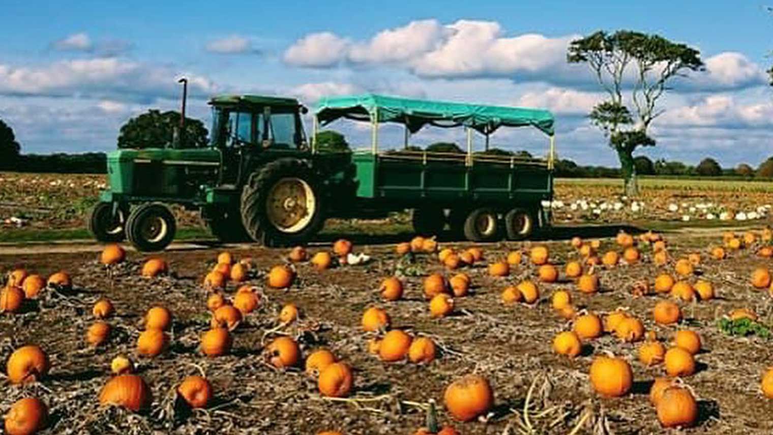 Sopley farm