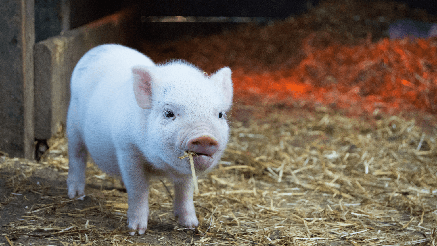 Image of a pig on a farm
