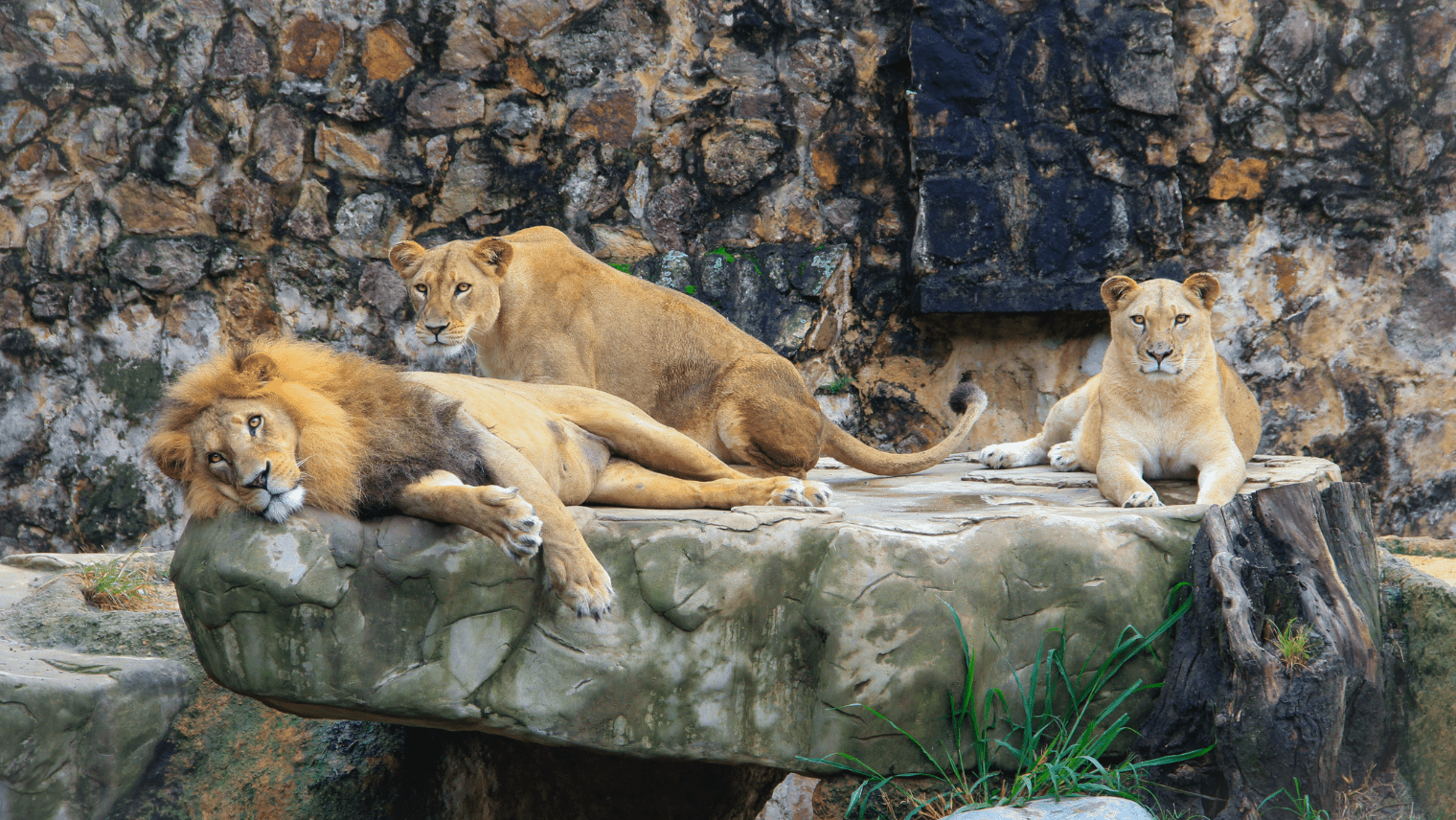 Image of 3 lions lying on rocks at the zoo