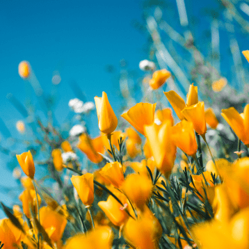 Spring flowers