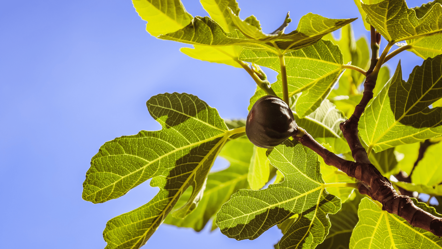 Image of a fig tree 