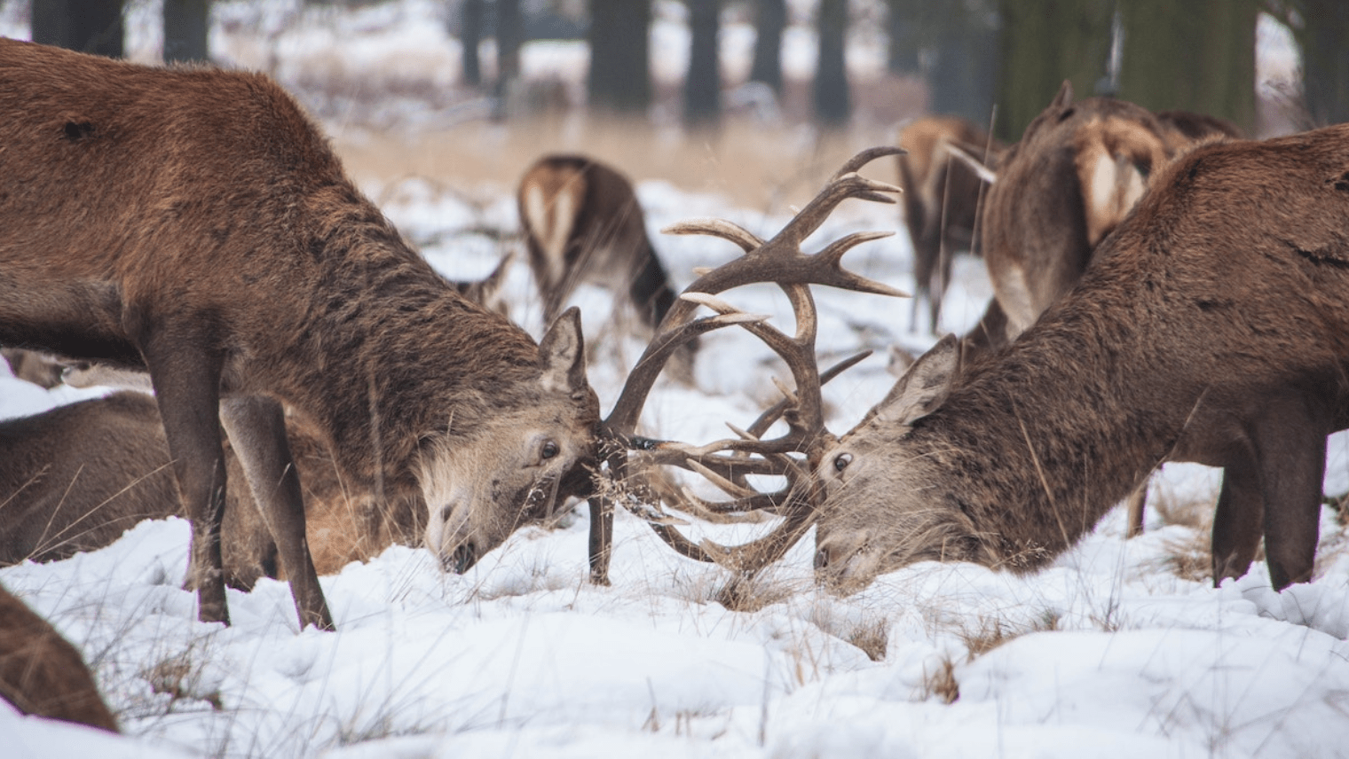 Richmond Park
