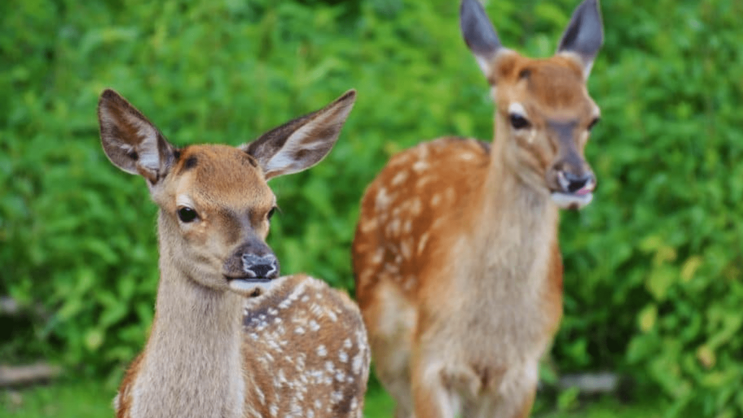 deer's in the park 