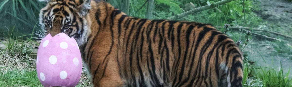tiger holding Easter egg