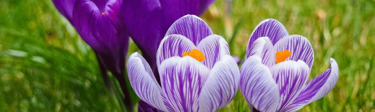 Spring flowers