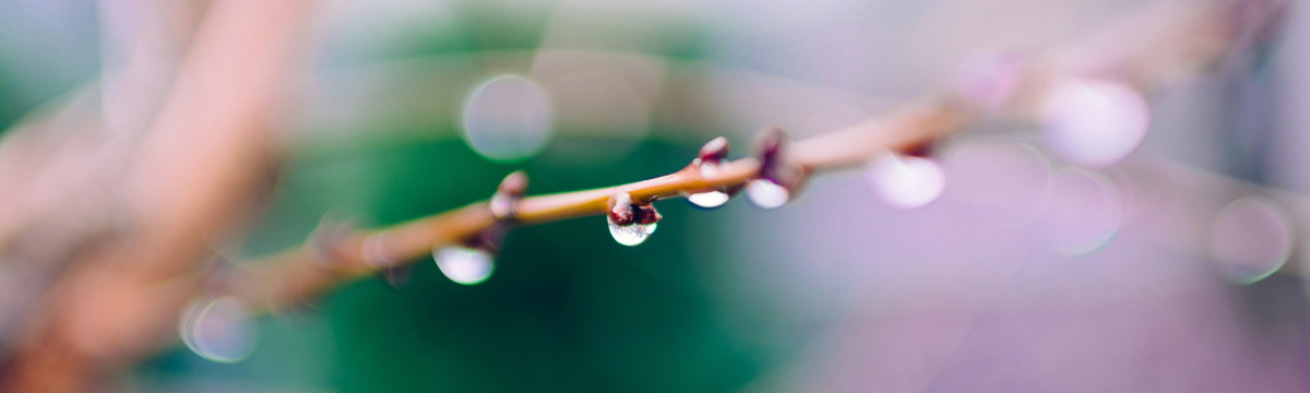 A tree branch with rain drops falling off of it