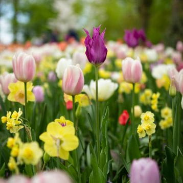 spring flowers