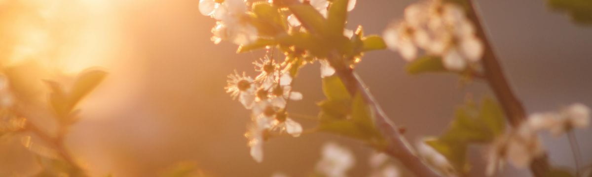 Spring flower