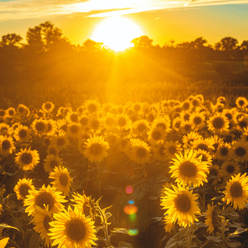 Sunflowers