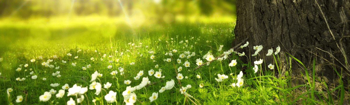 Flowers within grass