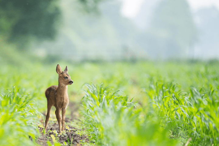 Bolderwood Deer Sanctuary