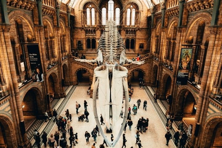 Hope the Blue Whale, Natural History Museum