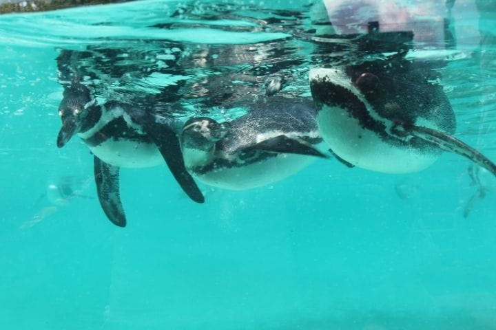 Penguins at ZSL London Zoo