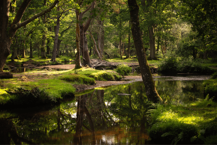 New Forest