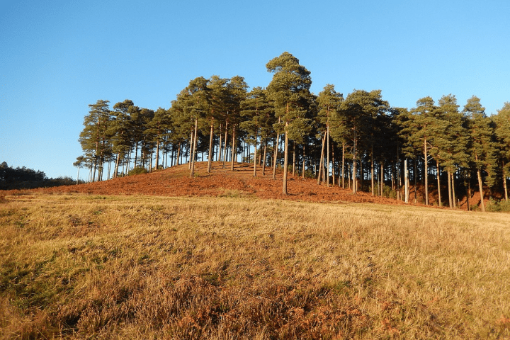 Bourne Wood